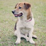 key factors to consider if you're thinking about getting a dog