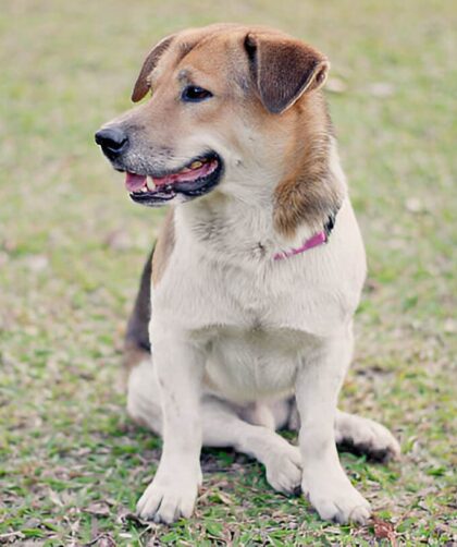 key factors to consider if you're thinking about getting a dog