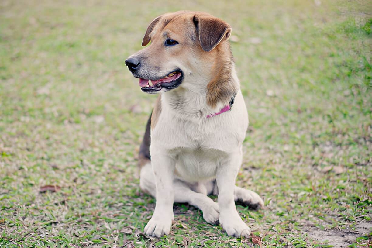 key factors to consider if you're thinking about getting a dog